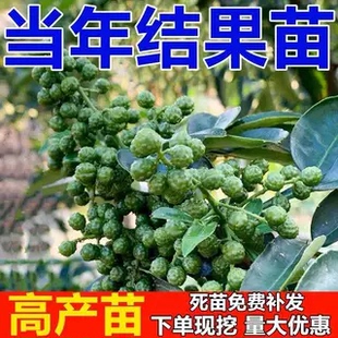 四川重庆花椒苗树 九叶青花椒苗 大红袍花椒树苗当年结果盆栽地栽