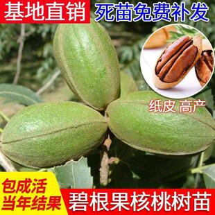 核桃树苗美国碧根果树苗嫁接苗核桃苗长寿果南方北方种植盆栽地栽