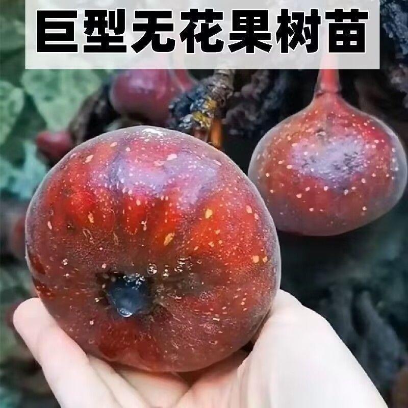 新品种特大无花果树苗波姬红特大金傲芬耐寒盆栽地栽南北方种结果