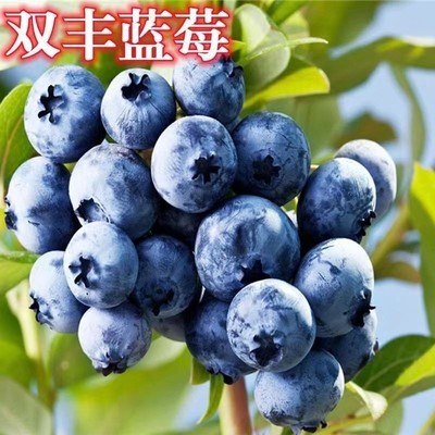 双丰蓝莓 双季结果甜心蓝莓果树苗 盆栽地栽阳台庭院种植果树苗