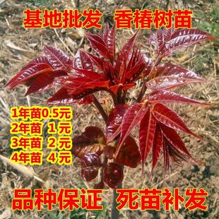 红油香椿树苗正宗矮化食用香椿小苗南方北方种植当年采摘春芽