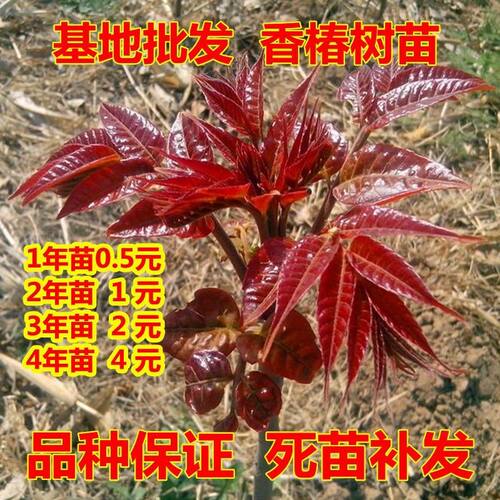 红油香椿树苗正宗矮化食