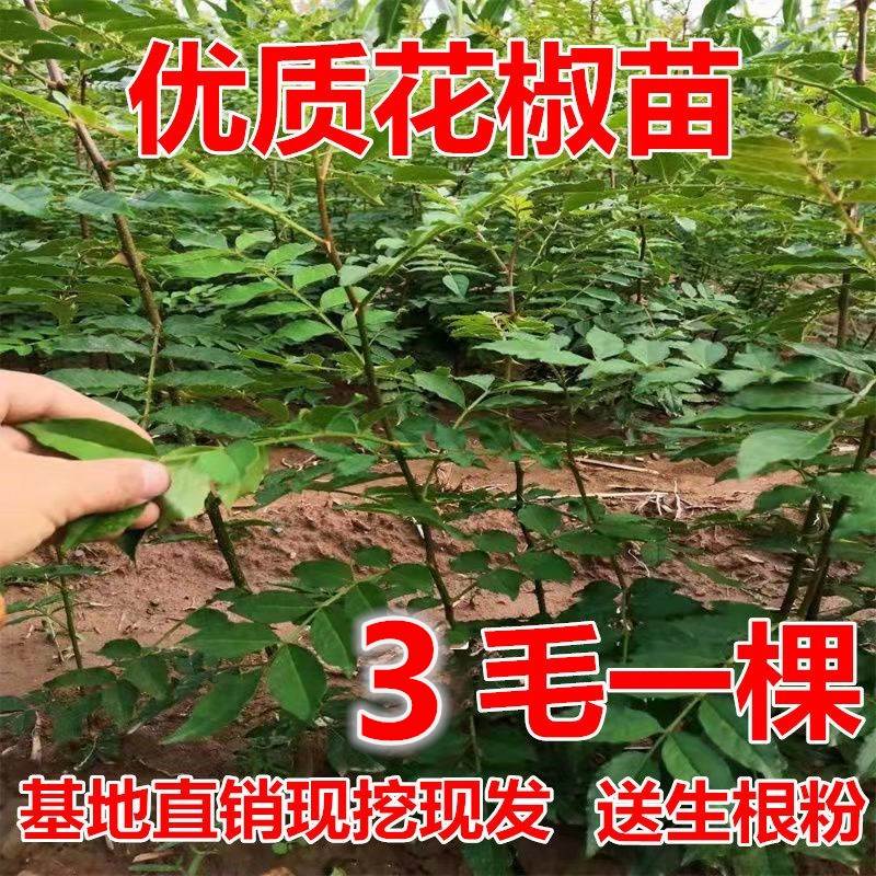 新品种花椒苗大红袍狮子头