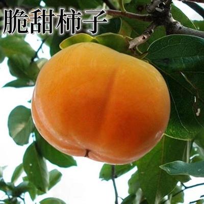 脆甜柿子嫁接柿子树苗自然脱涩南北方种植盆栽地栽柿子树苗