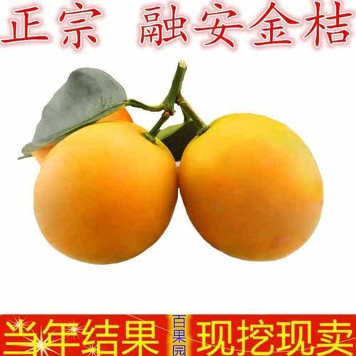 小金柑质量怎么样 小金柑口碑怎么样 小麦优选 小金柑质量怎么样 小金柑口碑怎么样 小麦优选