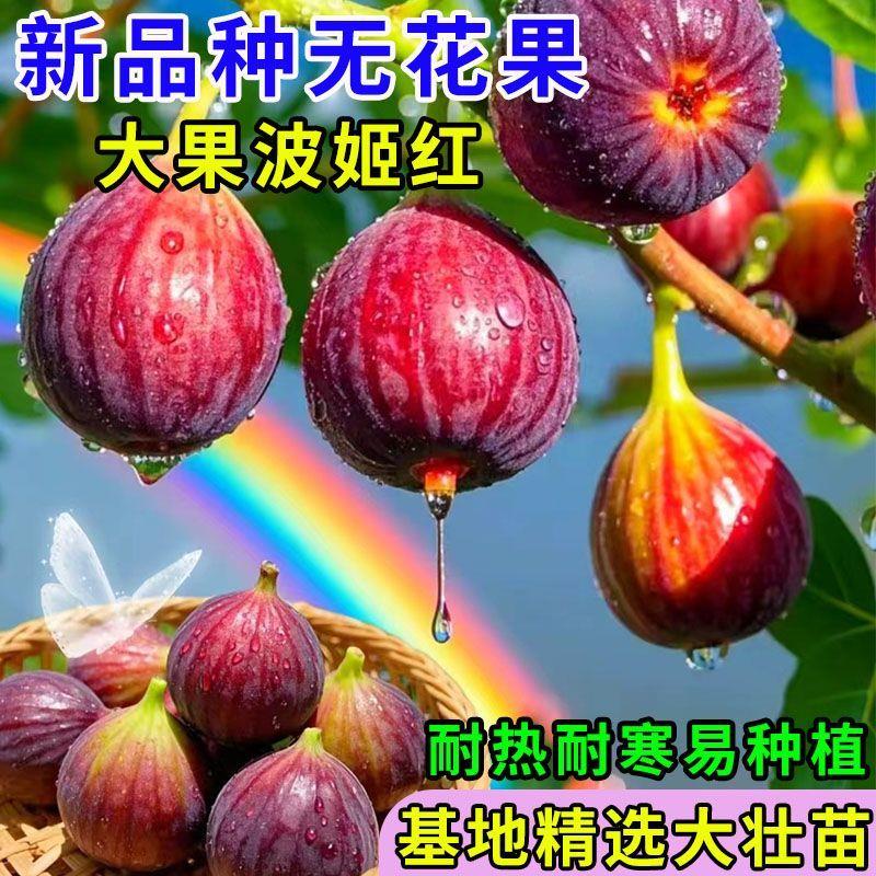 无花果树果苗结大果当年结果南北方种植盆栽波姬红甜糯无花果苗