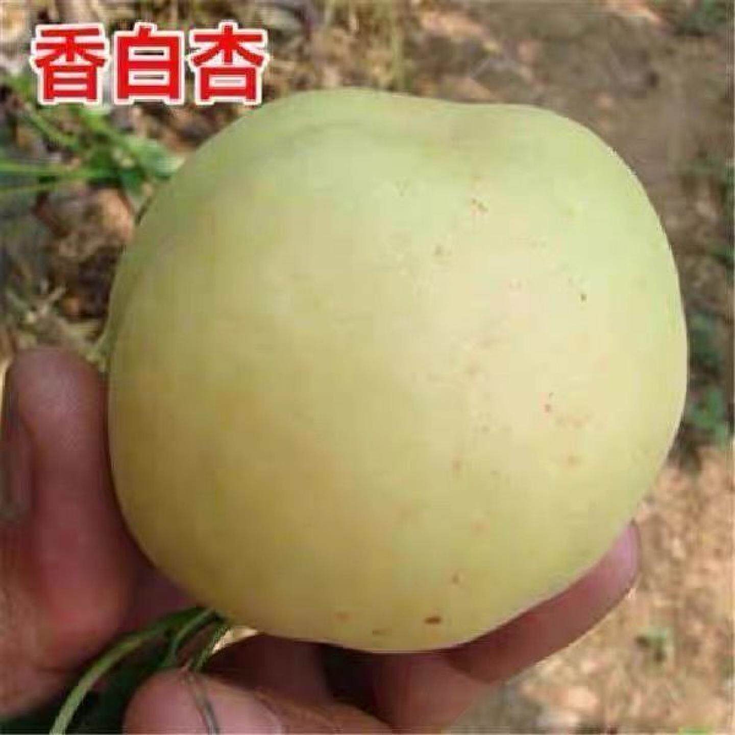 特大香白杏树苗超甜新品嫁接南北方种植盆栽地栽庭院当年结果