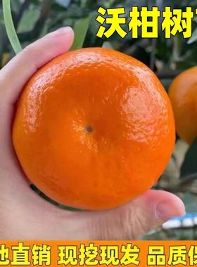 广西沃柑树苗武鸣嫁接无核籽南北种植香橙正宗桔橘子果树苗木