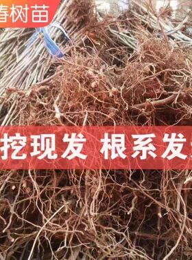 盆栽红油香椿树苗多枝丛生矮化老桩产量高四季种植原土带叶发货