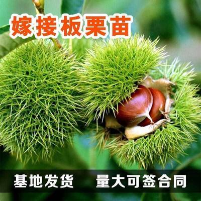 板栗苗树苗嫁接罗田板栗苗特大栗子树苗南方北方地栽种植果树果苗