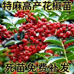 大红袍花椒苗树小苗大苗盆栽地栽当年结果食用果树非无刺韩城四川