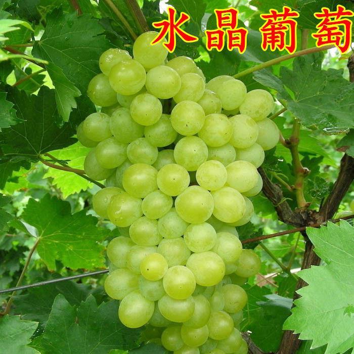 爬藤水晶葡萄树苗珍珠青提