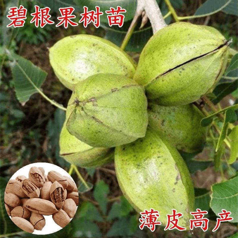 核桃树苗嫁接碧根果核桃苗盆栽地栽南方种薄皮核桃树果苗当年结果