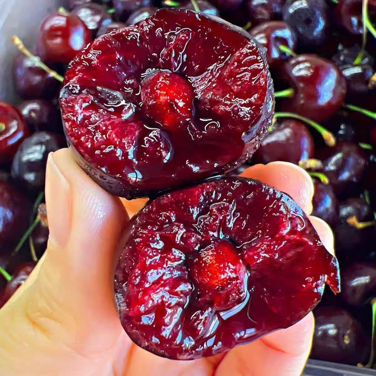 拉宾斯大樱桃树樱桃苗南北方地栽果树盆栽嫁接车厘子树苗当年结果