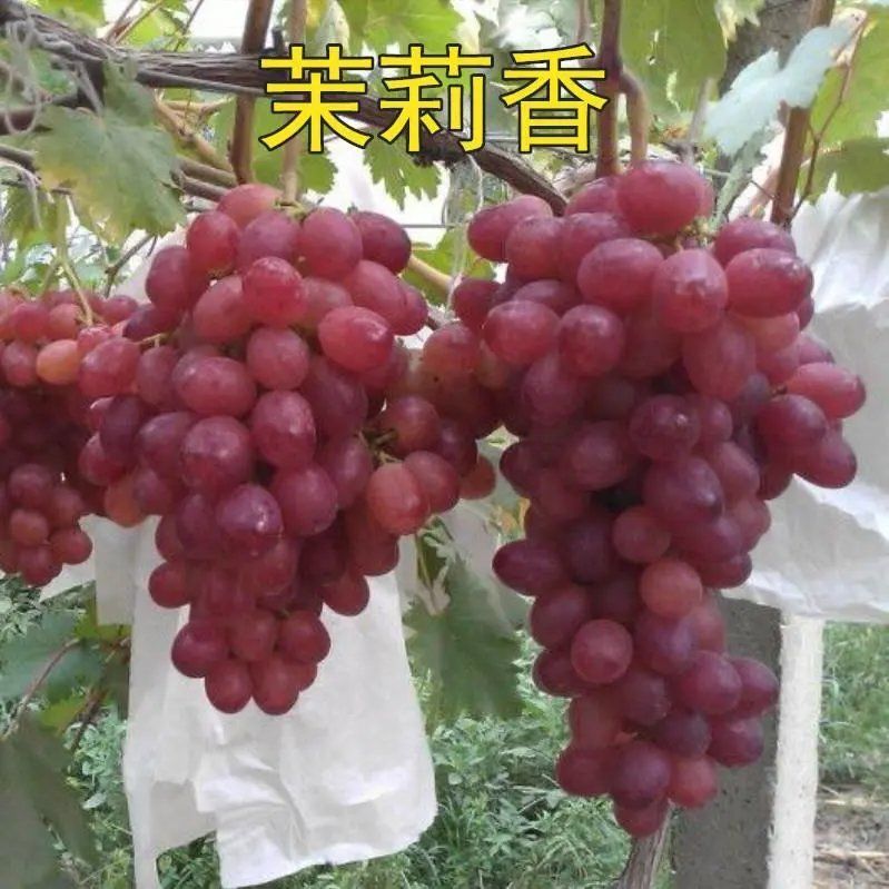 茉莉香葡萄树苗盆栽地栽庭院果树苗葡萄苗当年结果南方北方种植