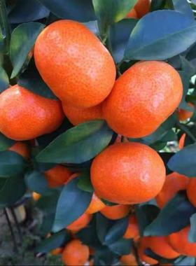 南瓜橘子树苗正宗嫁接桔子苗无核柑桔苗南北方种植盆栽地栽沃柑