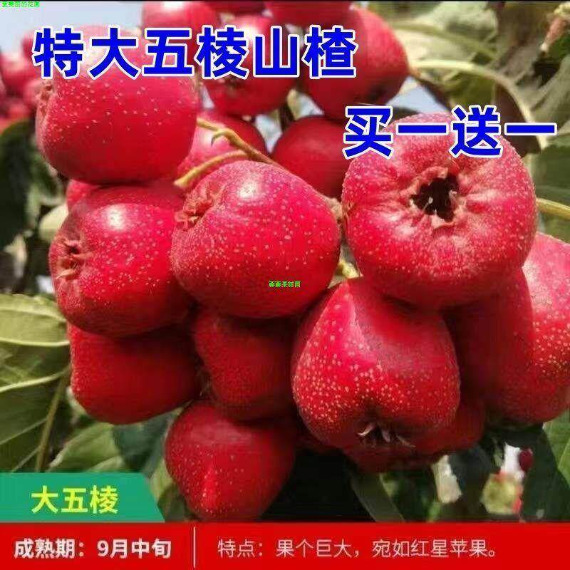 无籽特大果大五棱山楂树苗当年结果红果树苗红肉山楂树苗盆栽庭院