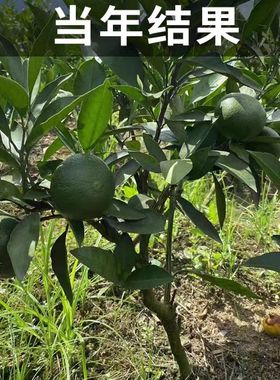 黄岩无核蜜桔正宗嫁接桔子树南北方种植皮薄甜橘子地栽盆栽带土