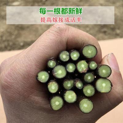 嫁接穗果树苗无花李子苹山