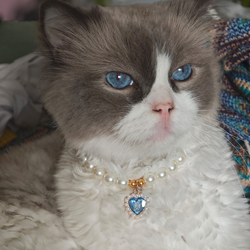 猫咪脖圈公主风仿珍珠爱心钻项链布偶猫咪拍照配饰装饰品宠物项圈