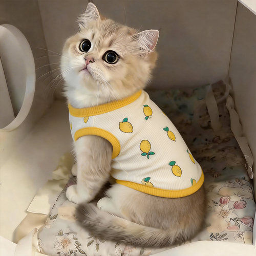 布偶猫衣服夏季幼猫夏天薄款背心