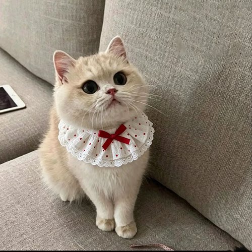 猫咪口水巾围兜小猫围脖脖颈小配饰金渐层高颜值爱心草莓宠物围嘴