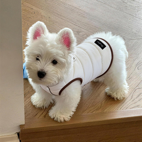 狗狗衣服泰迪小狗约克夏防掉毛幼犬高颜值加绒加厚冬季无袖居家服