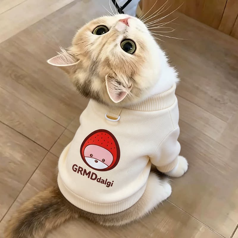 猫咪衣服起司猫秋天幼猫缅因猫秋款高颜值小奶猫防掉毛圆领两脚衣图片