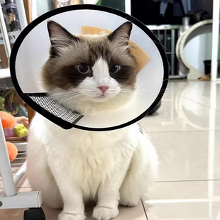 猫咪伊丽莎白圈绝育术后防舔防抓罩耻辱圈可调节项圈头套宠物用品