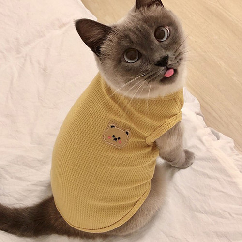 猫咪衣服秋冬防掉毛简约外出防脏