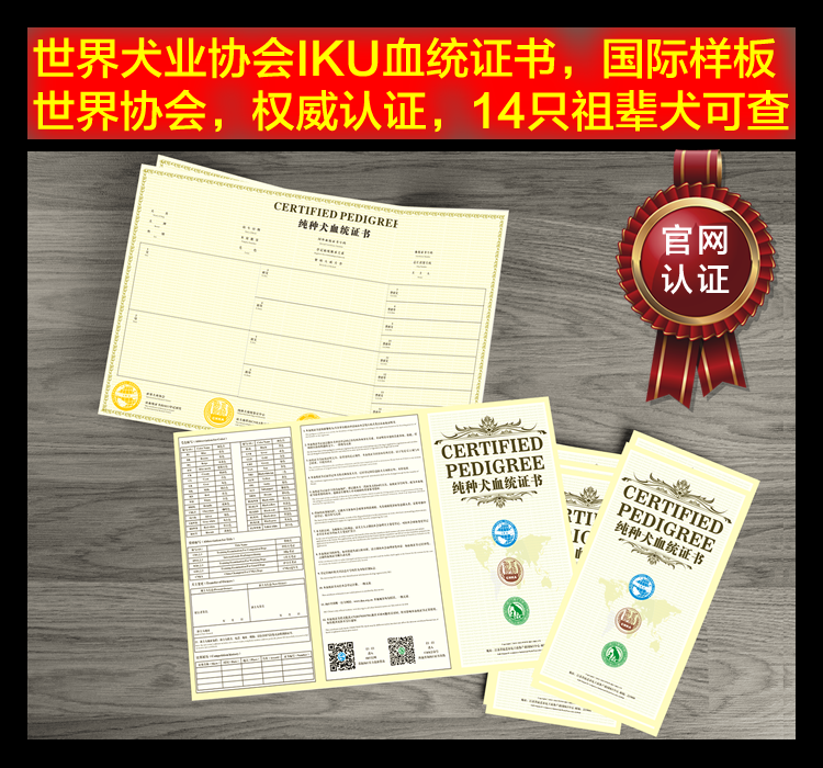 2代谱纯种犬宠物血统狗证书带芯片 包邮官网可查 超越cku血统证书