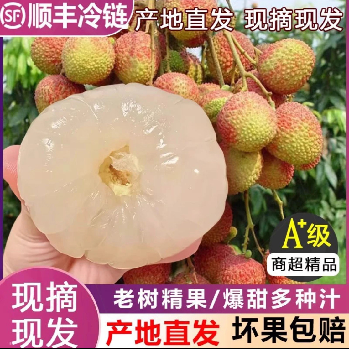 新鲜荔枝白糖罂当季水果老树2025广东茂名高州根子顺丰不泡水5斤