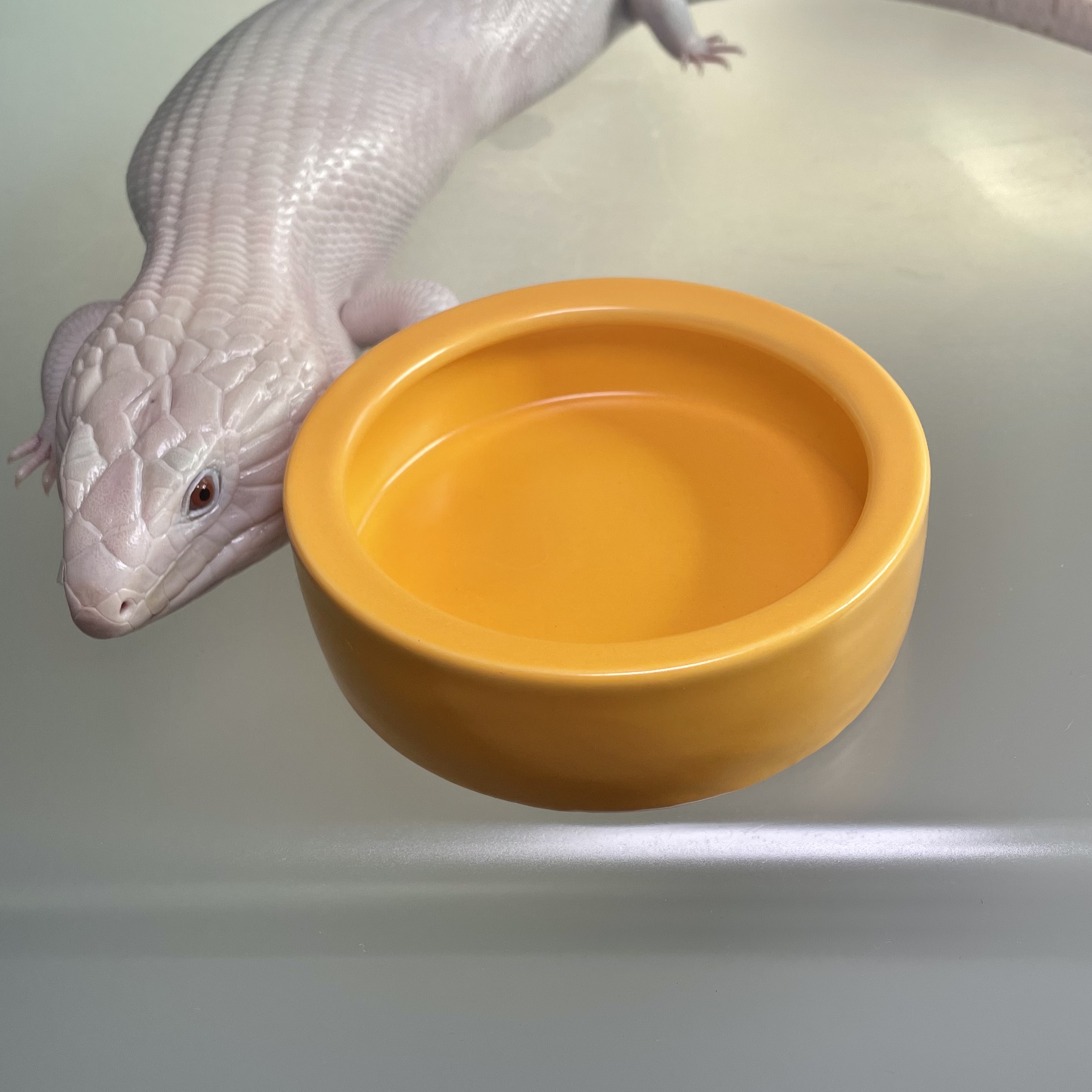 蓝舌食盆水盆防逃逸陶瓷爬宠黄色守宫鬃狮仓鼠面包虫蟋蟀