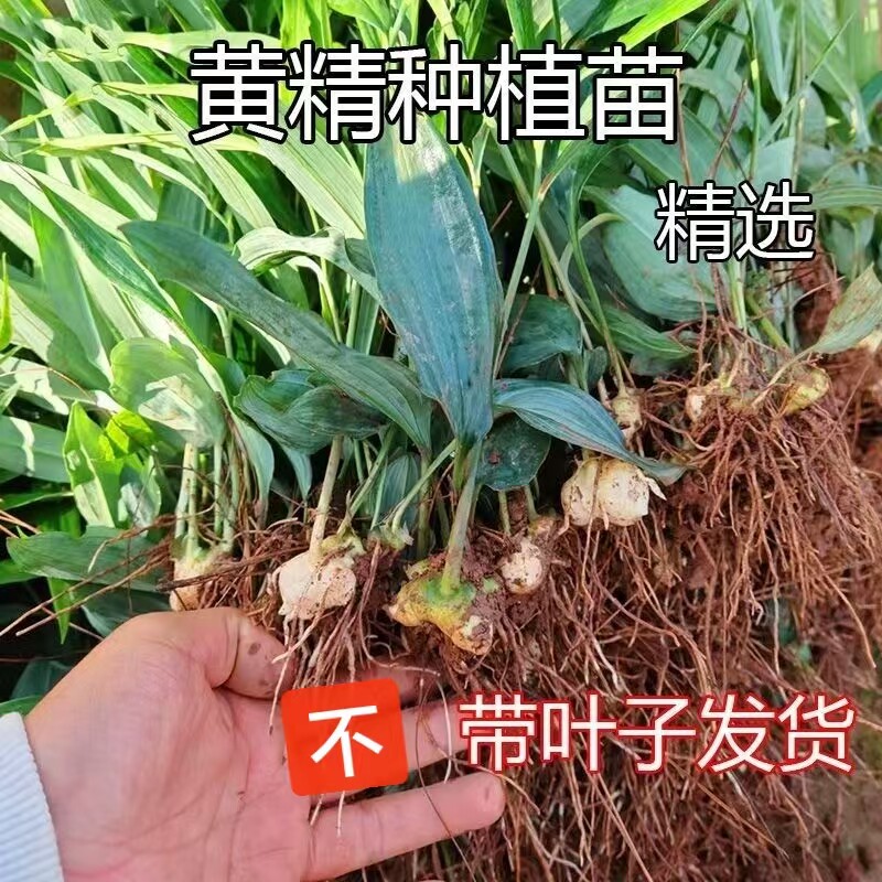 正宗云南普洱大绿花滇黄精种苗黄精种苗图片
