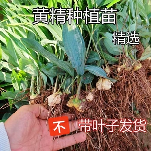 正宗云南普洱大绿花滇黄精种苗黄精种苗