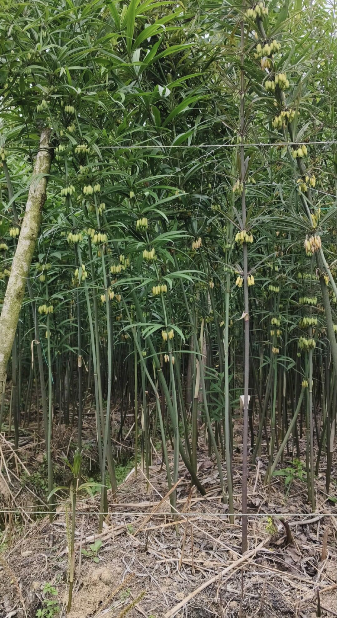 （店长推荐）黄精苗，云南普洱大绿花一号高产种苗基地直供图片