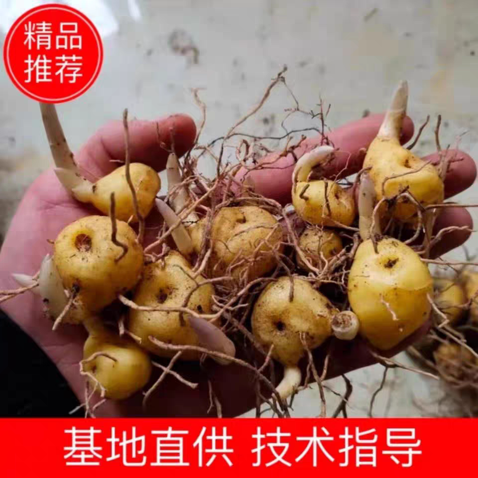 甜黄精苗,多花黄精苗