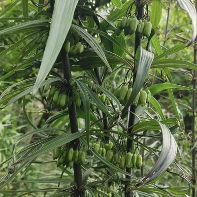 正宗云南多花高杆黄精块茎种苗，高产品种易上手基地直发包邮
