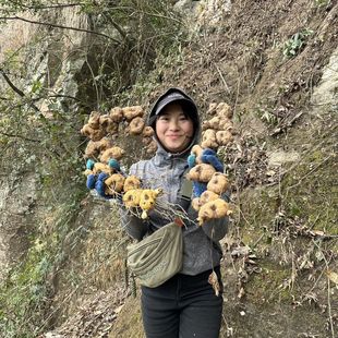 新鲜多花黄精块茎,煲汤黄精甜黄精,悬崖老黄精