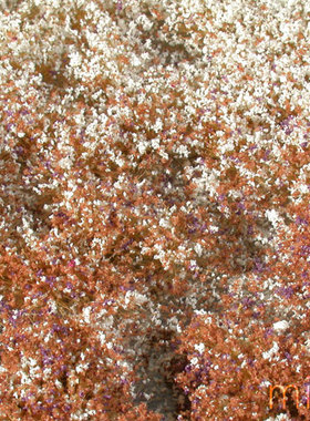 现货 Mininatur Flower tufts late fall  726-34S 726-34MS 草簇