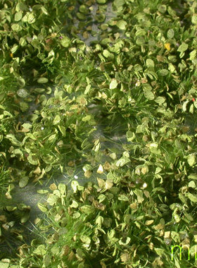 现货 Mininatur Weed tufts spring  725-31S 725-31MS 草簇 植株