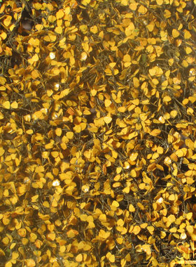 现货 Mininatur Birch leaves late autumn 910-34S 1:45, 1:32