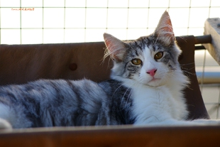 银虎斑加白正规猫舍timeless落尘挪威森林猫 母 bella 挪威森林猫