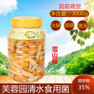 食用菌雪山菇茶树火锅煲汤商用邮