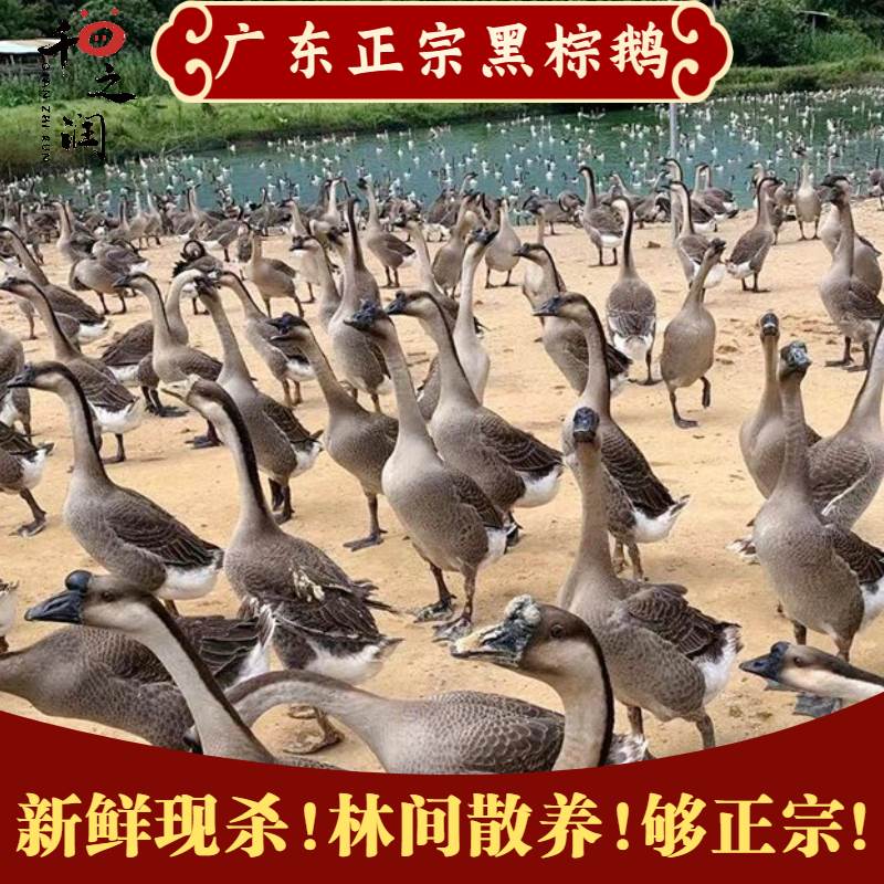 新款 广东黑棕鹅整只大鹅肉正宗清远黑鬃鹅鲜活现杀农家散养土鹅