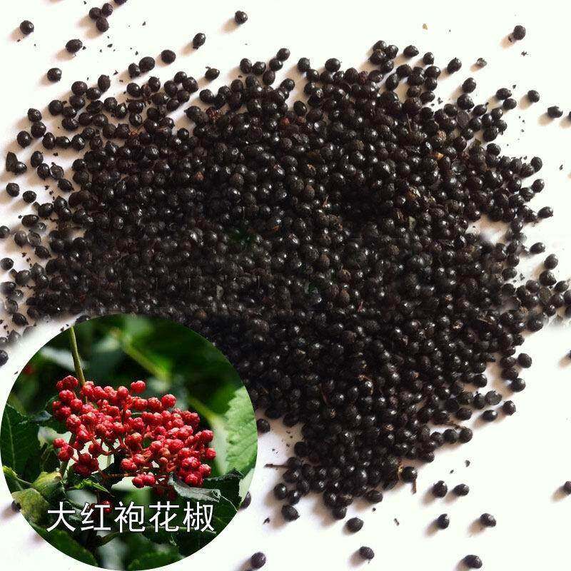 2022新武都花椒种子花椒图片