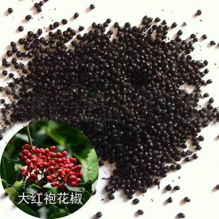 新武都花椒种子花椒籽椒子椒目三斤人工晾晒可直接育苗