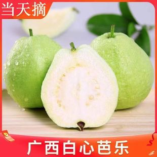 白芯珍珠芭乐农家果园现摘现发热带新鲜水果 包邮 广西番石榴1 10斤