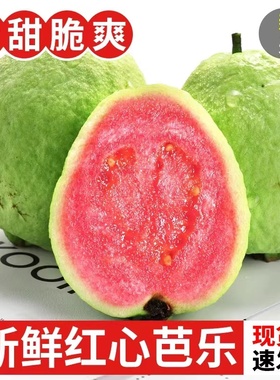 广西红心珍珠番石榴芭乐新鲜水果现摘5斤当季脆甜底糖巴乐潘石榴