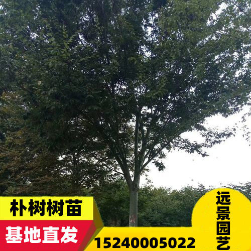 朴树树苗 朴树小苗 丛生朴树庭院道路绿化工程苗木行道树拆迁占地